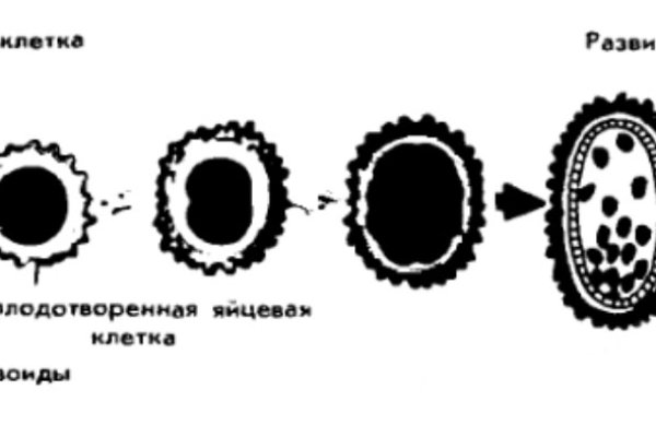 Кракен даркент