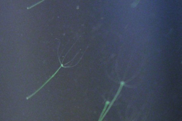 Kraken darknet зеркала кракен обход
