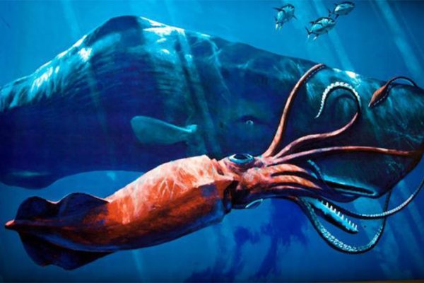 Kraken 18