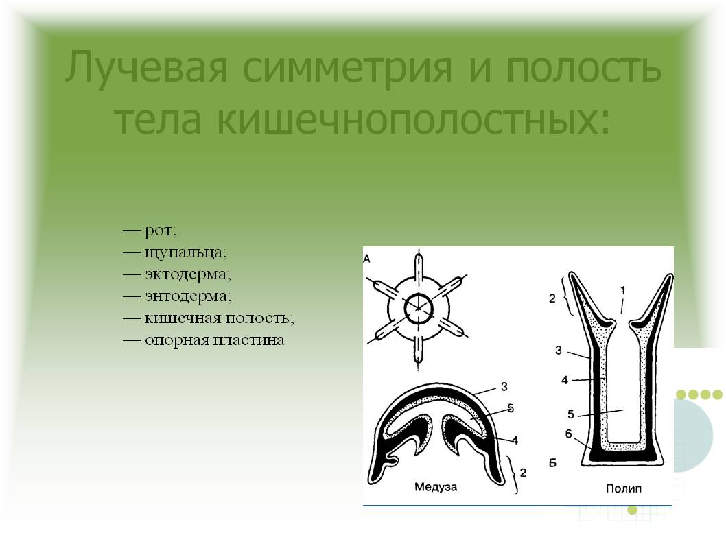 Кракен маркетплейс телеграм